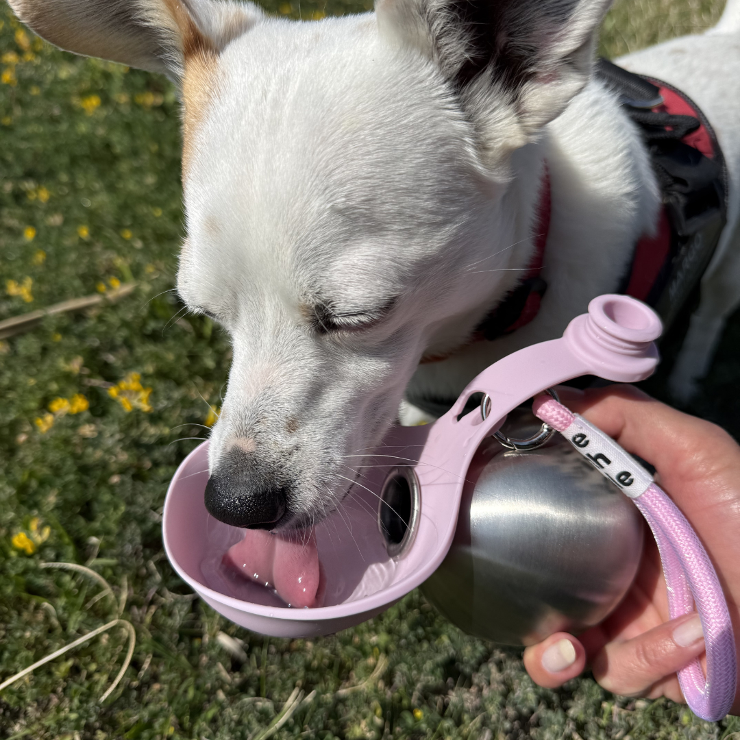 Dogs 2 in1 dream bottle